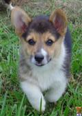 Pembroke Welsh Corgi